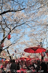 110406平野神社花見するz.jpg